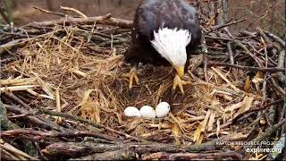 Decorah Eagles 3-19-20, 4 pm Mom calls for a break, DM2 takes over, eggs in a row