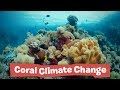 Coral Climate Change Project - Endangered Species Revenge