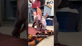 Aardvark The Cute & Quirky Critter