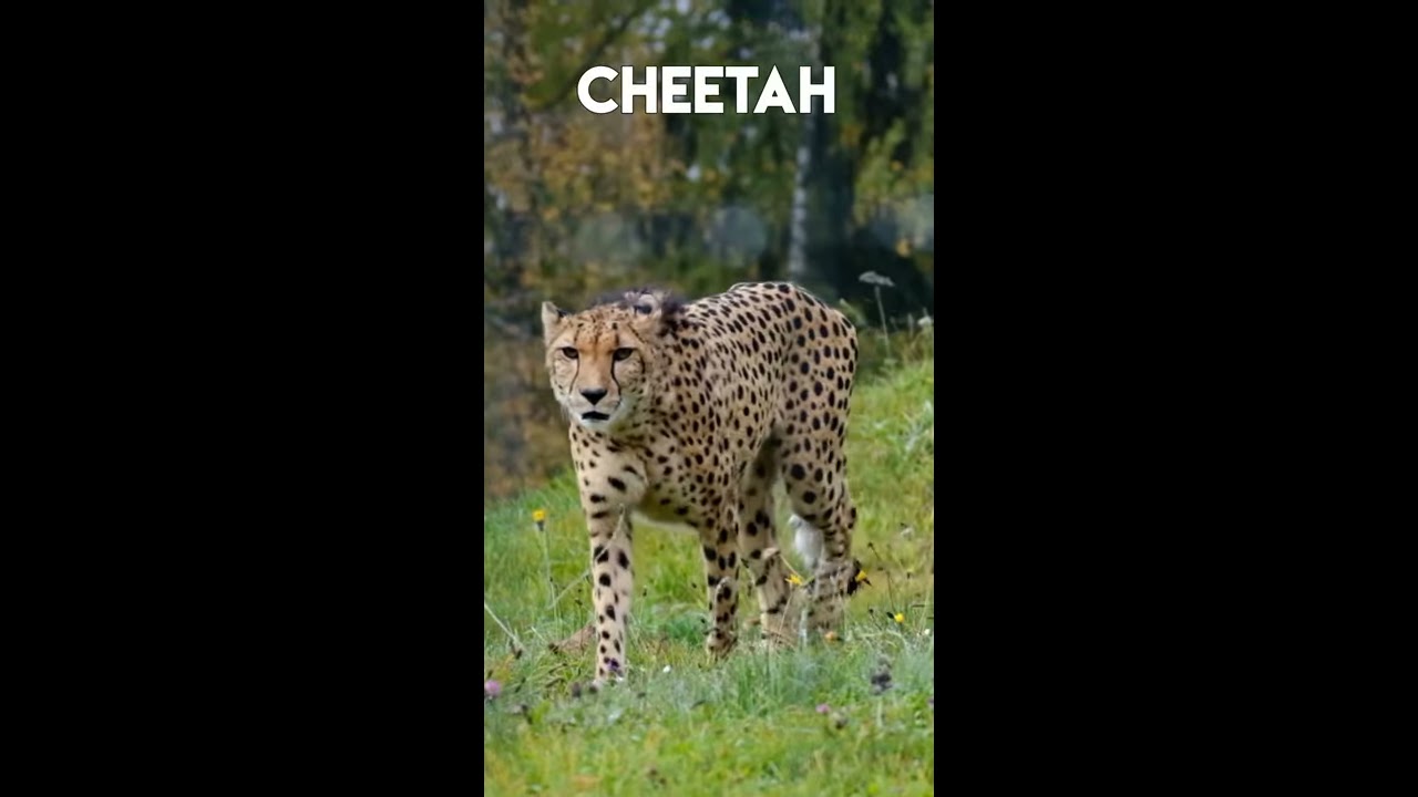 Can Cheetah Be Your Pet? Why Not? #Shorts