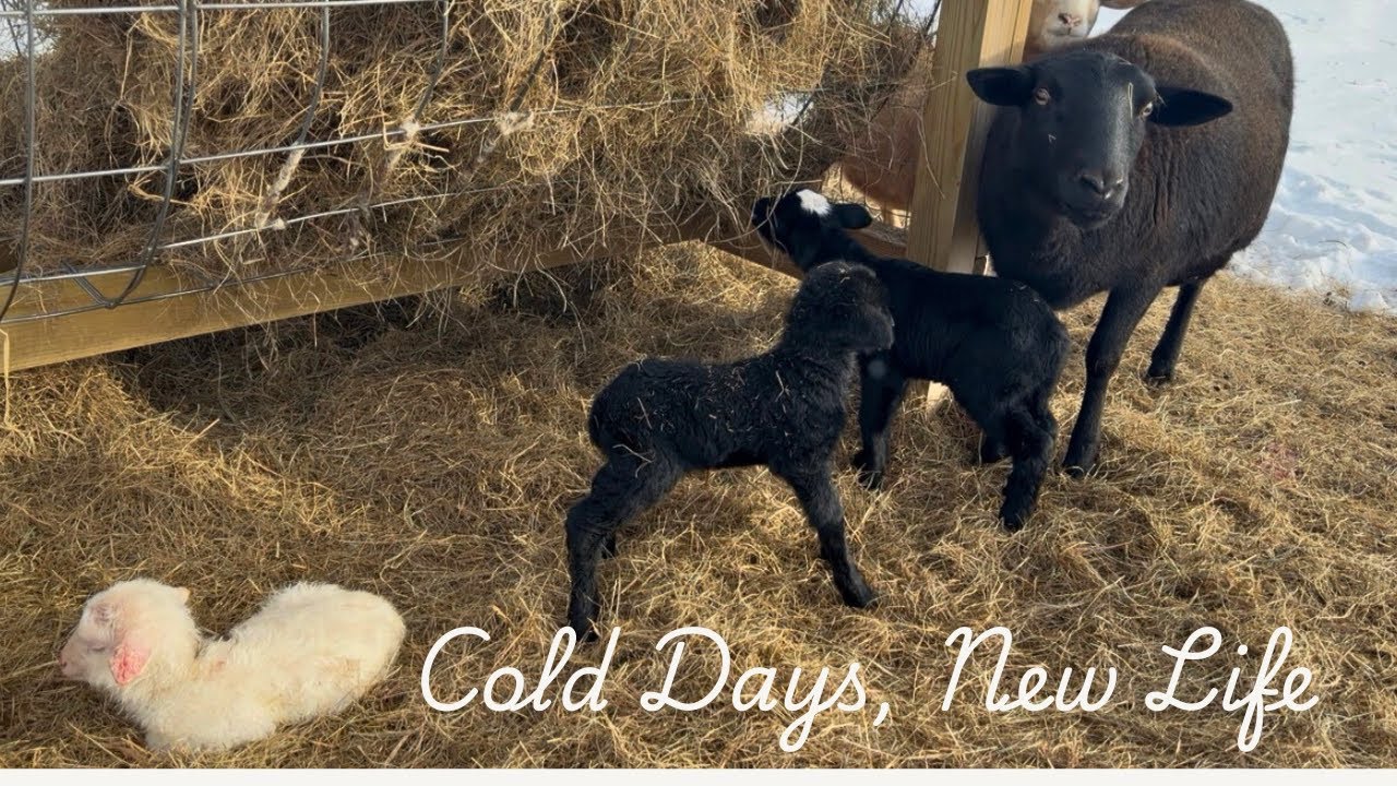 Cold Winter Days & New Life | Lambing Season in Maine with Katahdin Sheep
