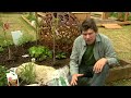 Minihemp as mulch for your garden with chris ferreira on greenfingers