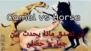 لن تصدق ماذا يحدث بين الجمل و الحصان في موسم تزاوج الإبل هل تعلم قصة حقيقية !! Camel vs Horse