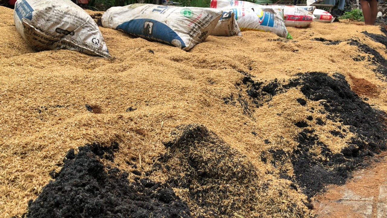 Cách trộn giá thể trồng hoa vạn thọ Tết 2022 tốt nhất