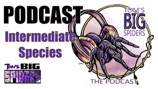 Tom's Big Spiders Podcast  Intermediate Species