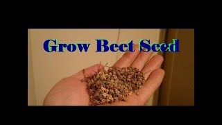 Beet Seed - Grow your own - Part 1