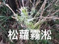 20201231 北台灣急凍 大屯山霧淞之旅