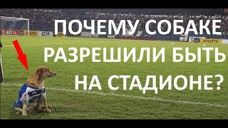 Что делает собака на футбольном поле во время матча? Невероятная история о дружбе тренера и собаки