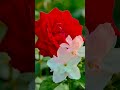 ♥️❣️♥️❣️♥️❣️📸📈