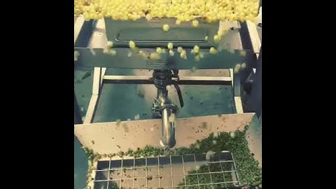 Pinot Blanc on the Sorting Table