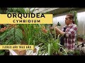 Cómo conseguir que la ORQUÍDEA CYMBIDIUM florezca año tras año 🌸 👨‍🌾 Jardinatis