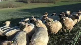 20161129 Schäfer mit Schafen und Bordercollie im Odenwald g