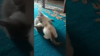 Download Lagu sucat pelat boong#viral MP3