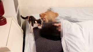 子猫と一緒に寝たら悲劇が起こった