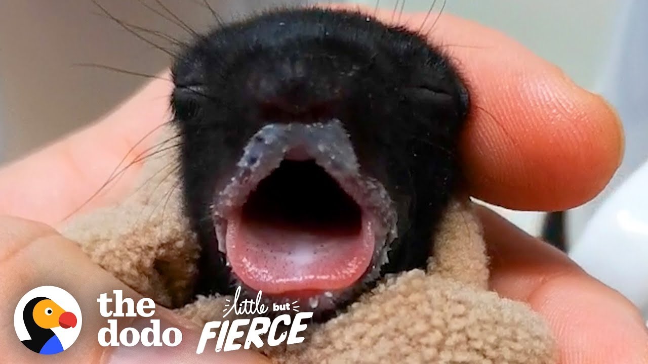 ⁣Furless Baby Squirrel Grows Up to be Cute... | The Dodo Little But Fierce