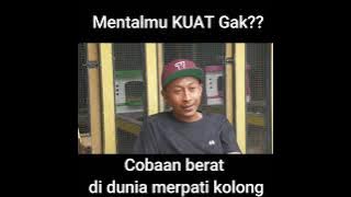 NASIHAT DARI SANG MAESTRO MERPATI KOLONG UNTUK PEMAIN MERPATI PEMULA