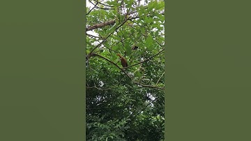 gà rừng mái ở trên cây.qaib qus nyob saum ntoo