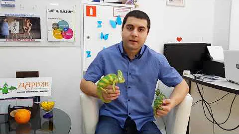 Хамелеон Йеменский — Содержание в домашних условиях, сколько живёт, где купить