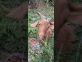 My farm journey continues  #agrobusiness #goat #theothersideofmakebelieve