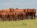 Encuentro de Criadores de Ganado Beefmaster en Texas USA - TvAgro por Juan Gonzalo Angel