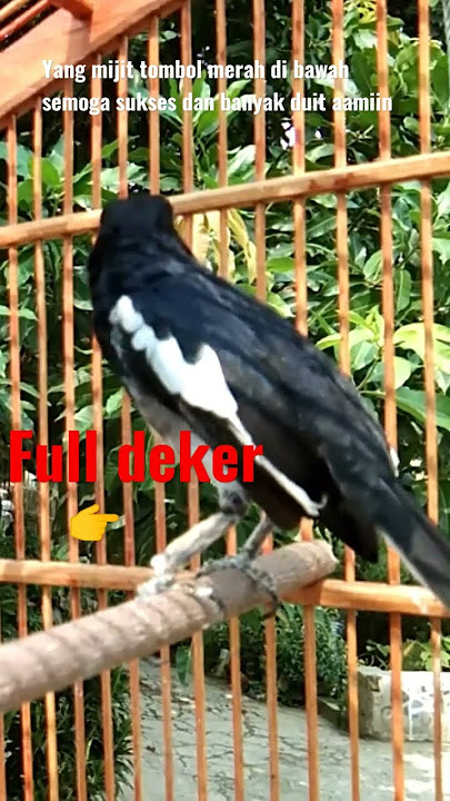 inilah burung kacer poci ngemplong santai manggil lawan