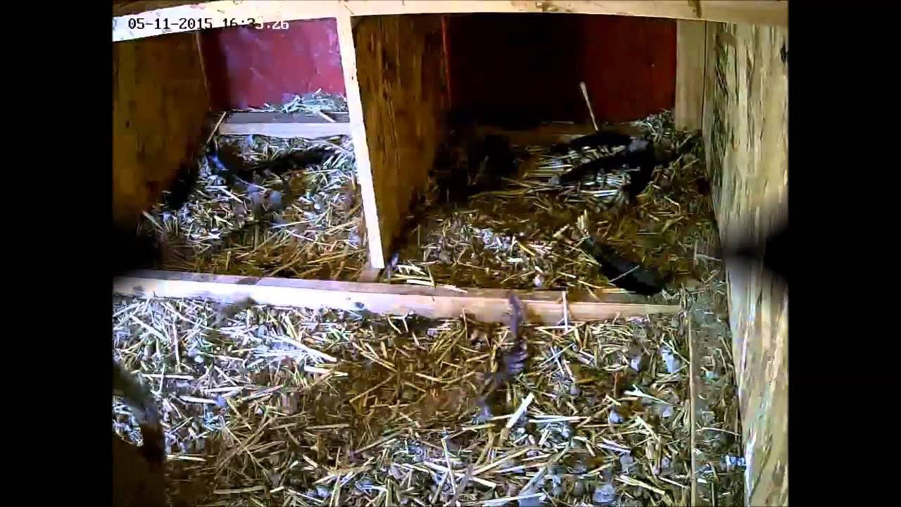 Caught squirrels stealing my chicken eggs YouTube