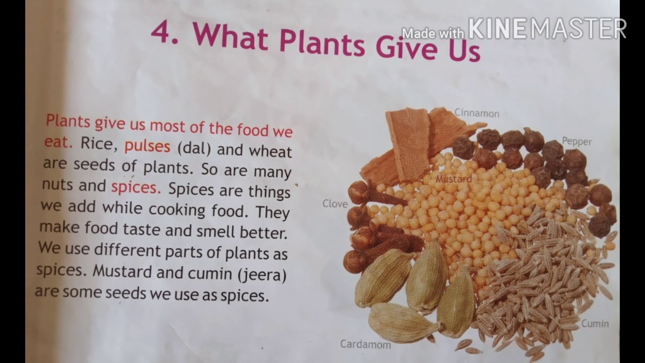 Class 2 ch4 What Plants Give Us (part 2) YouTube