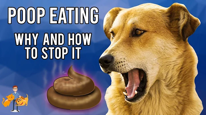Why Do Dogs Eat Their Own Poop: and how to STOP it! - DayDayNews