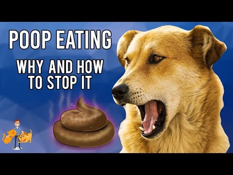Why Do Dogs Eat Their Own Poop: and how to STOP it!