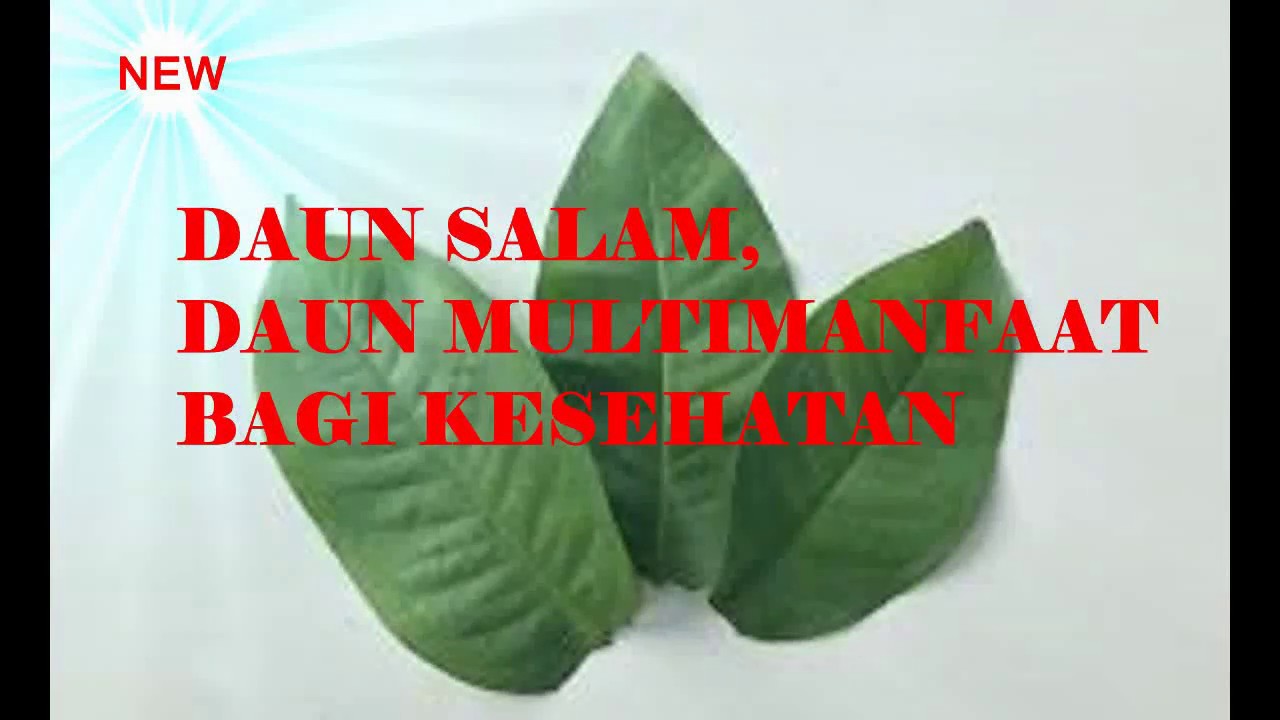 NEW || DAUN SALAM, DAUN MULTIMANFAAT BAGI KESEHATAN TUBUH 