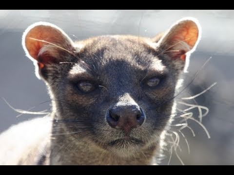 fossa amazing predator youtube