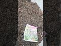planting cosmos sensation, lavender ,and watermelon 🍉 seeds