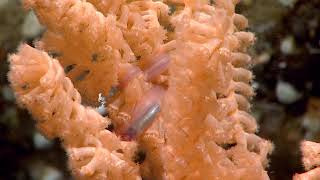 Alaskas Deep Marine Life