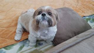 Shih tzu throws tantrum....