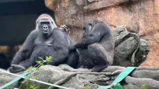 ママを毛づくろいするモモカちゃん【‎2025年‎5月18日】【上野動物園