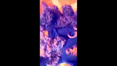 Ariana Grande-Video via SnapChat