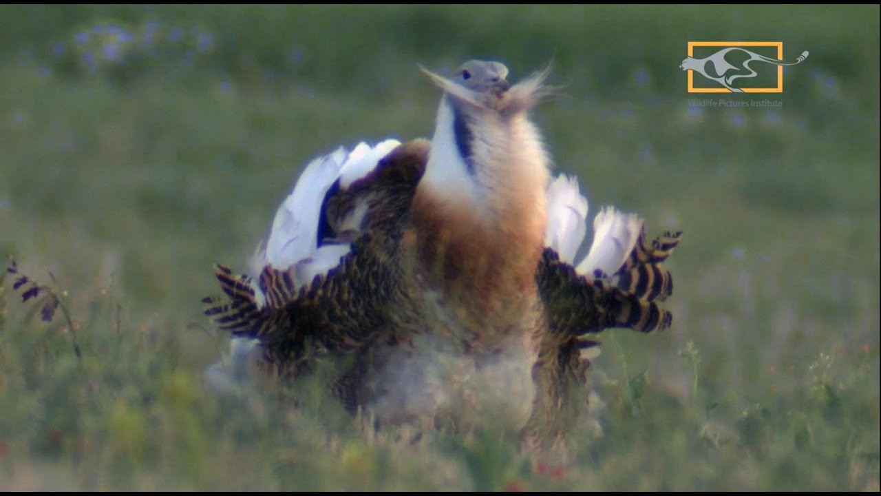 Great Bustard Dancing - YouTube