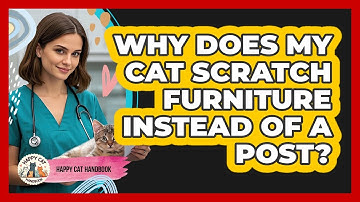 Why Does My Cat Scratch Furniture Instead Of A Post? - Happy Cat Handbook