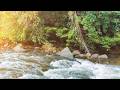 Soothing Natural River Sounds 🍃 Forest White Noise for Relaxation