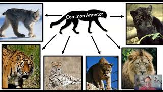 Divergent Evolution & Adaptive Radiation (AP Bio Topic 7.10)