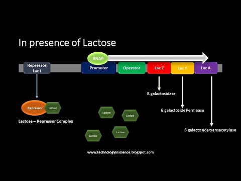 Bio-Resource: Lac Operon : Gene Regulation in Ecoli (Prokaryotes)