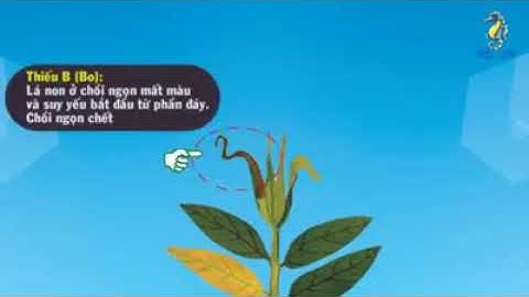 Các triệu chứng, nhận biết cây bị thiếu các chất dinh dưỡng biểu hiện qua lá