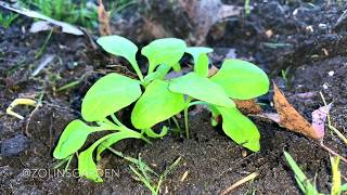 Transplanting my indoor garden