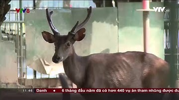 Thú nuôi tại Công viên 29/3 Đà Nẵng “kêu cứu”