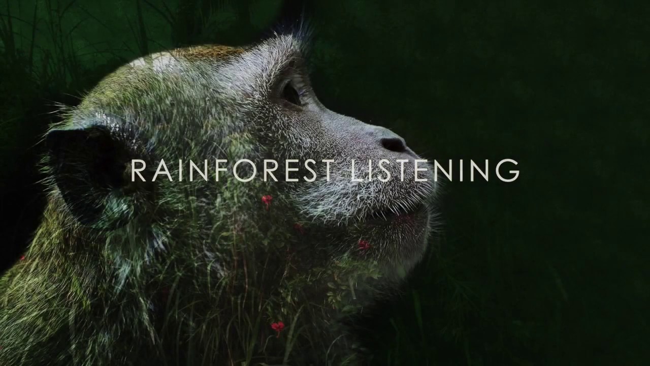Rainforest Listening YouTube