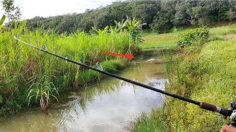 Câu cá lóc_Trở lại chỗ ông anh chỉ nước đục nhưng vẫn phê @Hữunghị tv