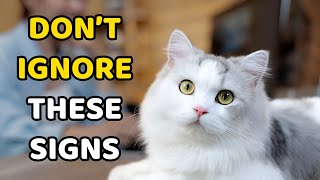 10 Signs Your Cat Is Begging You for Help (Without Meowing)