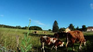 TimeLaps Champs avec les Vache