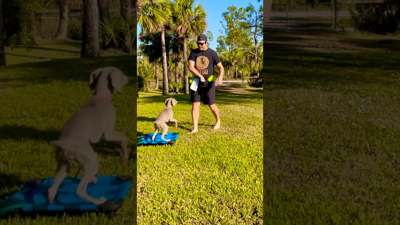 Have a morning training routine with your dog and they will learn fast! 