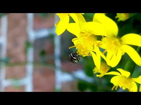 Hoverfly pollination -